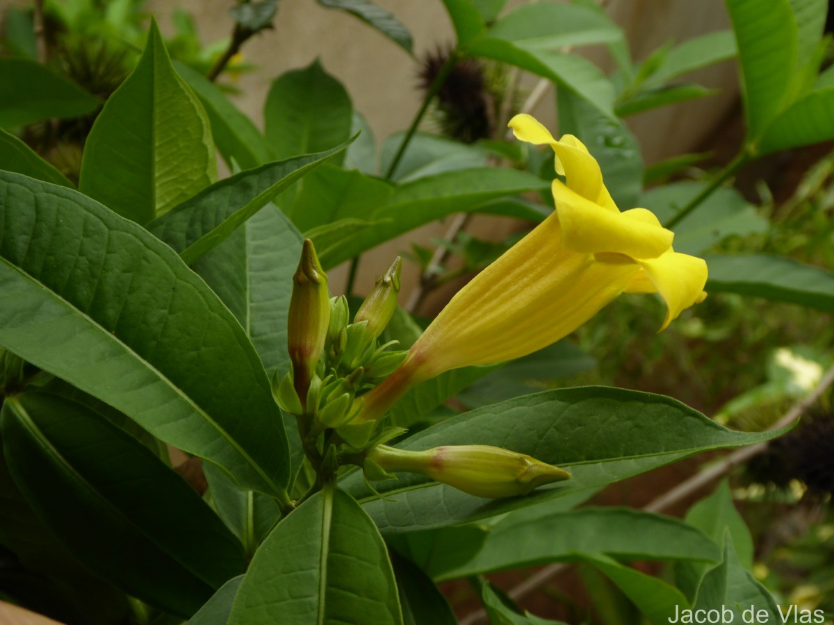 Allamanda schottii Pohl